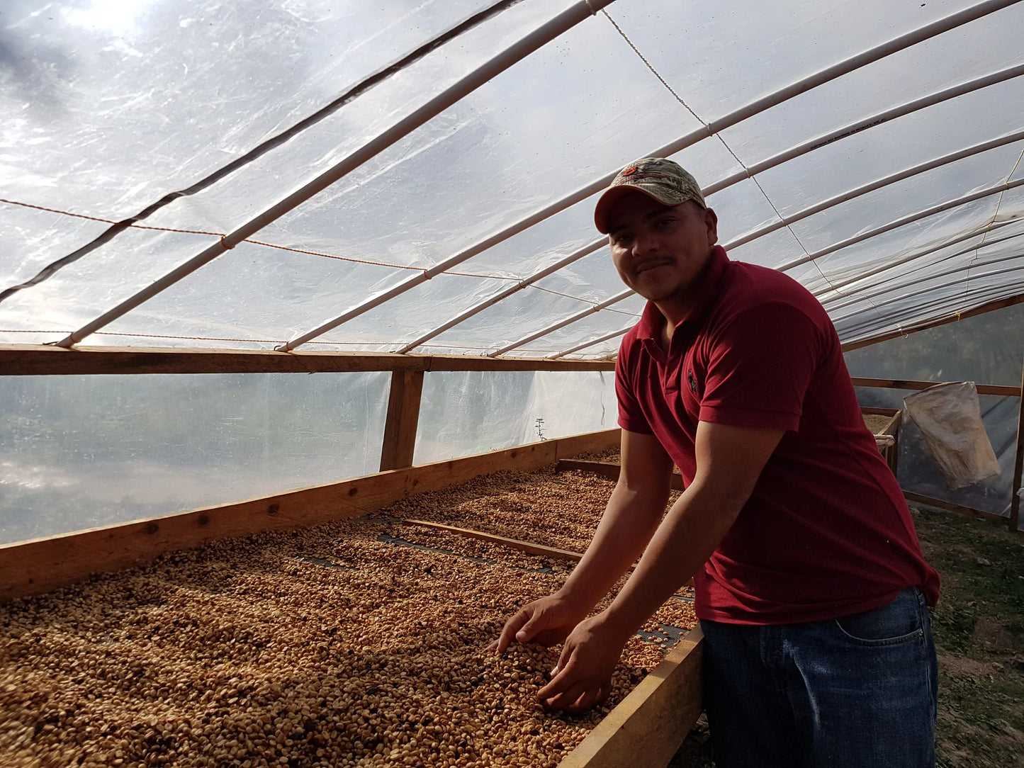 Apolo café en grano 1K