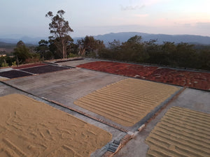 Apolo El Salvador Pacamara (1 Kilo)
