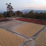 Apolo El salvador Pacamara  (100 gramos)