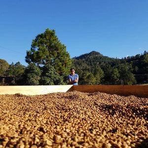 Apolo -El Salvador Pacamara, orígenes exóticos, café de calidad premium, puntaje 87, 1 Kilo